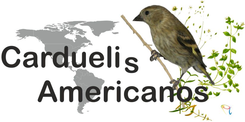 Carduelis Americanos