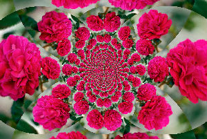 fotografia trandafirilor modificata in stil caleidoscop