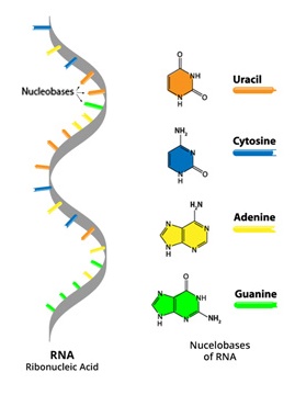 Biomolecules | Sci-Pi Tutor