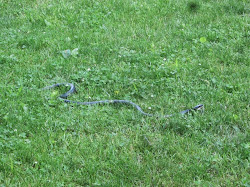 resourceful simply enlarge