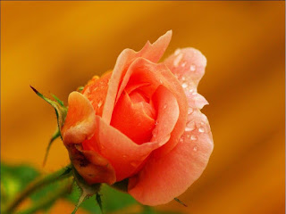 rain rose whatsapp dp, cute rose images for whatsapp profile, stylish rose dp,