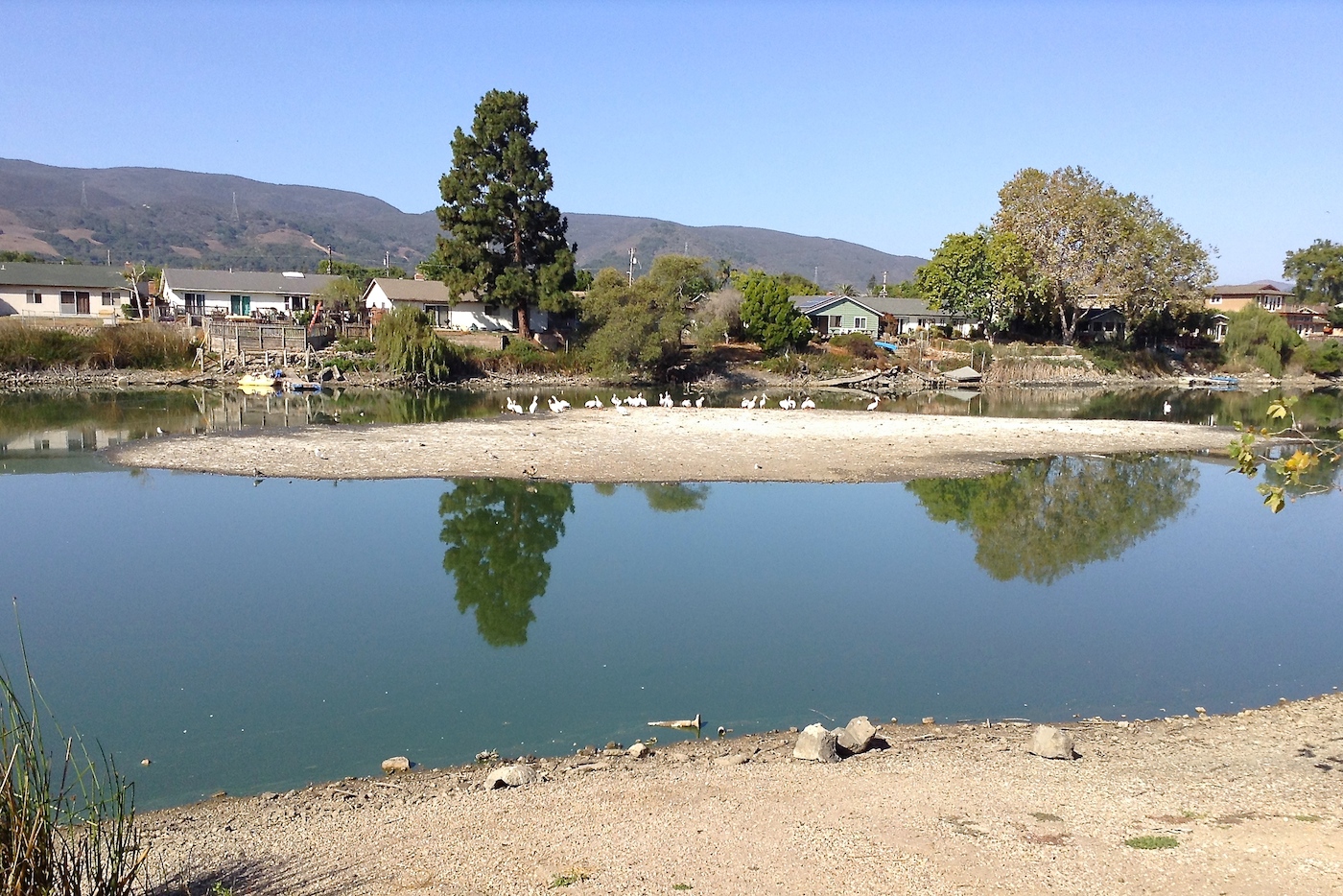 BIRDING THE CENTRAL COAST Laguna Lake Revisited