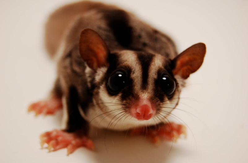 Harga Sugar Glider Harga Hewan