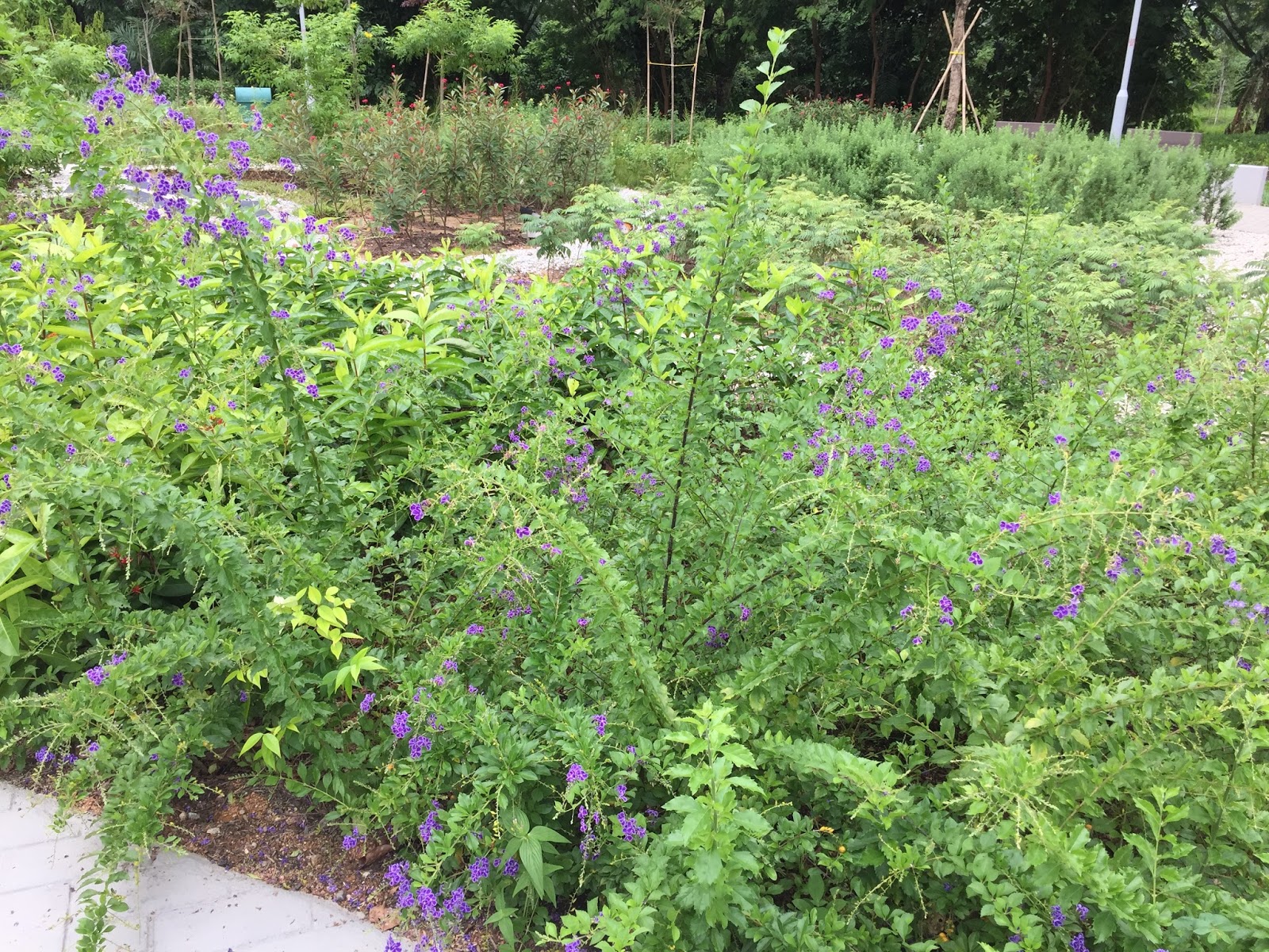 Butterflies Of Singapore Favourite Nectaring Plants 14