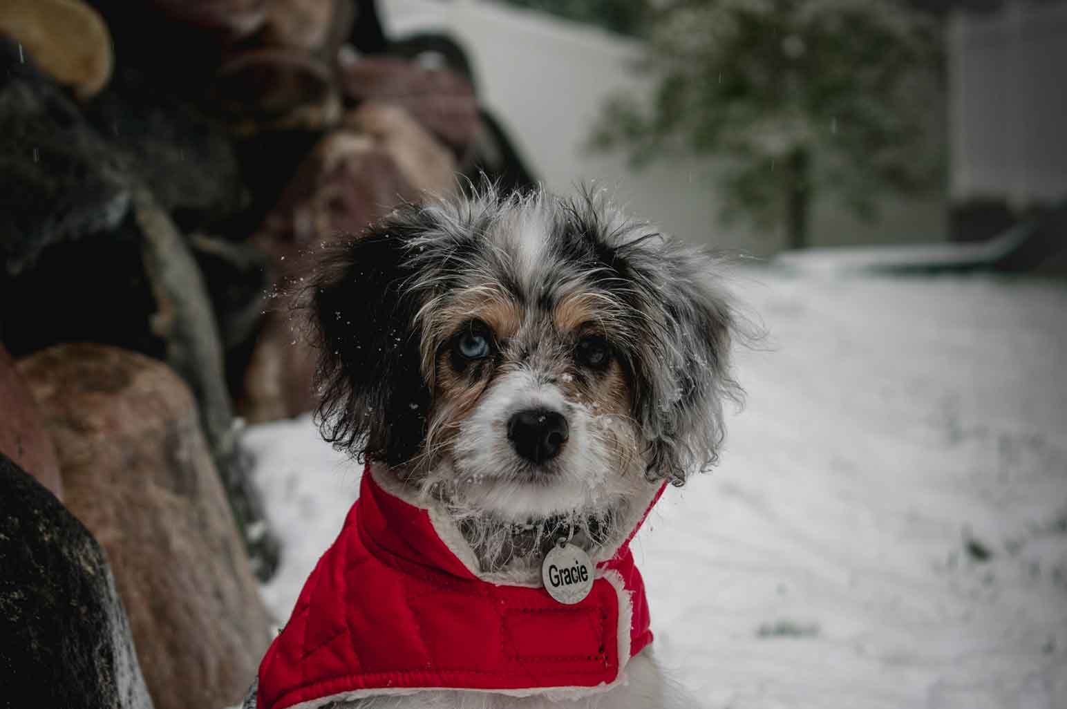 Why Canada Pooch Make Great Gifts For Pets Why Canada Pooch Make Great Gifts For Pets