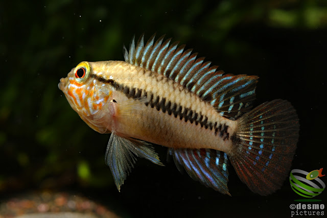 Apistogramma sp. unibrow