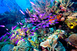 underwater most reef barrier belize tourism coral reefs beauty ocean colorful animals water sea under beach mesoamerican reaf found scuba