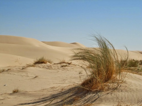 الإذخر نبات مؤذ للجن