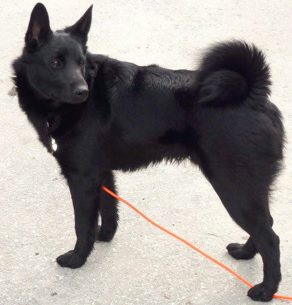 black norwegian elkhound dog, black norwegian elkhound dogs, about black norwegian elkhound dog, black norwegian elkhound dog appearance, black norwegian elkhound dog behavior, black norwegian elkhound dog color, caring black norwegian elkhound dog, black norwegian elkhound dog characteristics, black norwegian elkhound dog facts, feeding black norwegian elkhound dog, black norwegian elkhound dog history, black norwegian elkhound dog temperament, black norwegian elkhound dog uses, black norwegian elkhound dog origin, black norwegian elkhound dog as pets