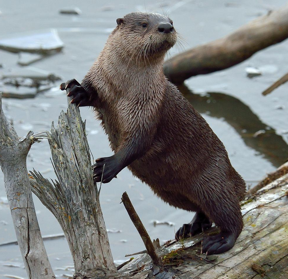 Wildewood Wonders American river otter sightings in Wildewood ponds (and a few facts)