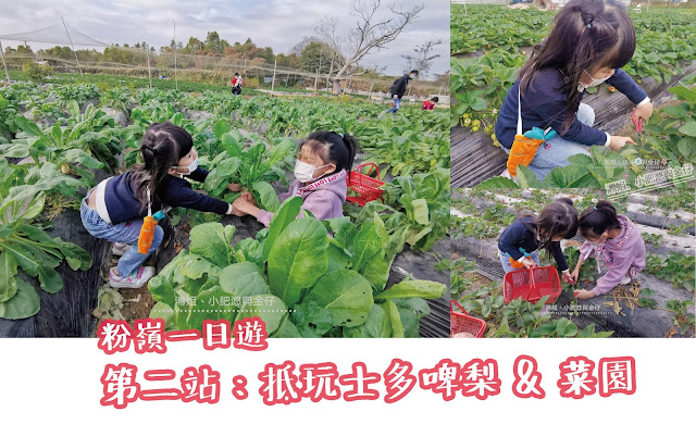 粉嶺一日遊 – 第二站老徐士多啤梨農莊(老徐特大農場)