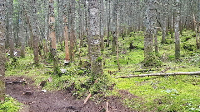 Vue sur le sentier en direction du mont Saint-Magloire