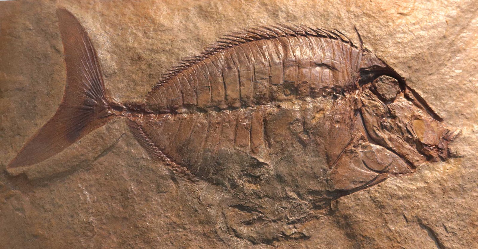 Louisville Fossils and Beyond Eonaso deani Fish Fossil