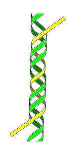DNA üçlü sarmalının şematik yapısı.