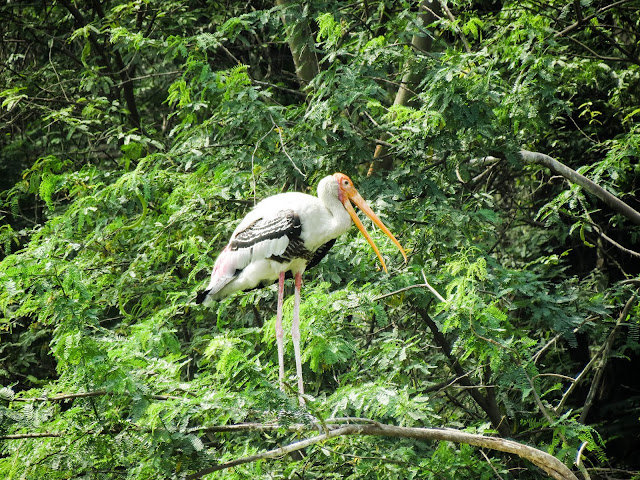 Photography of Stork bird long neck & feathered creatures by Gaurav Singh 