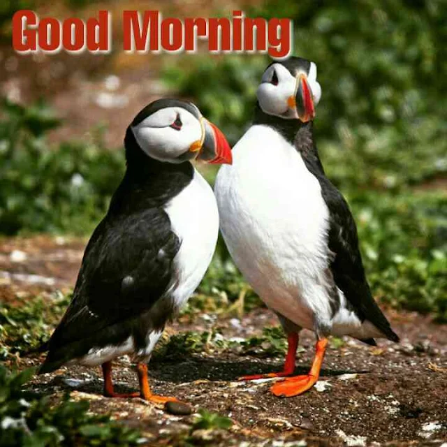 Beautiful birds good morning images