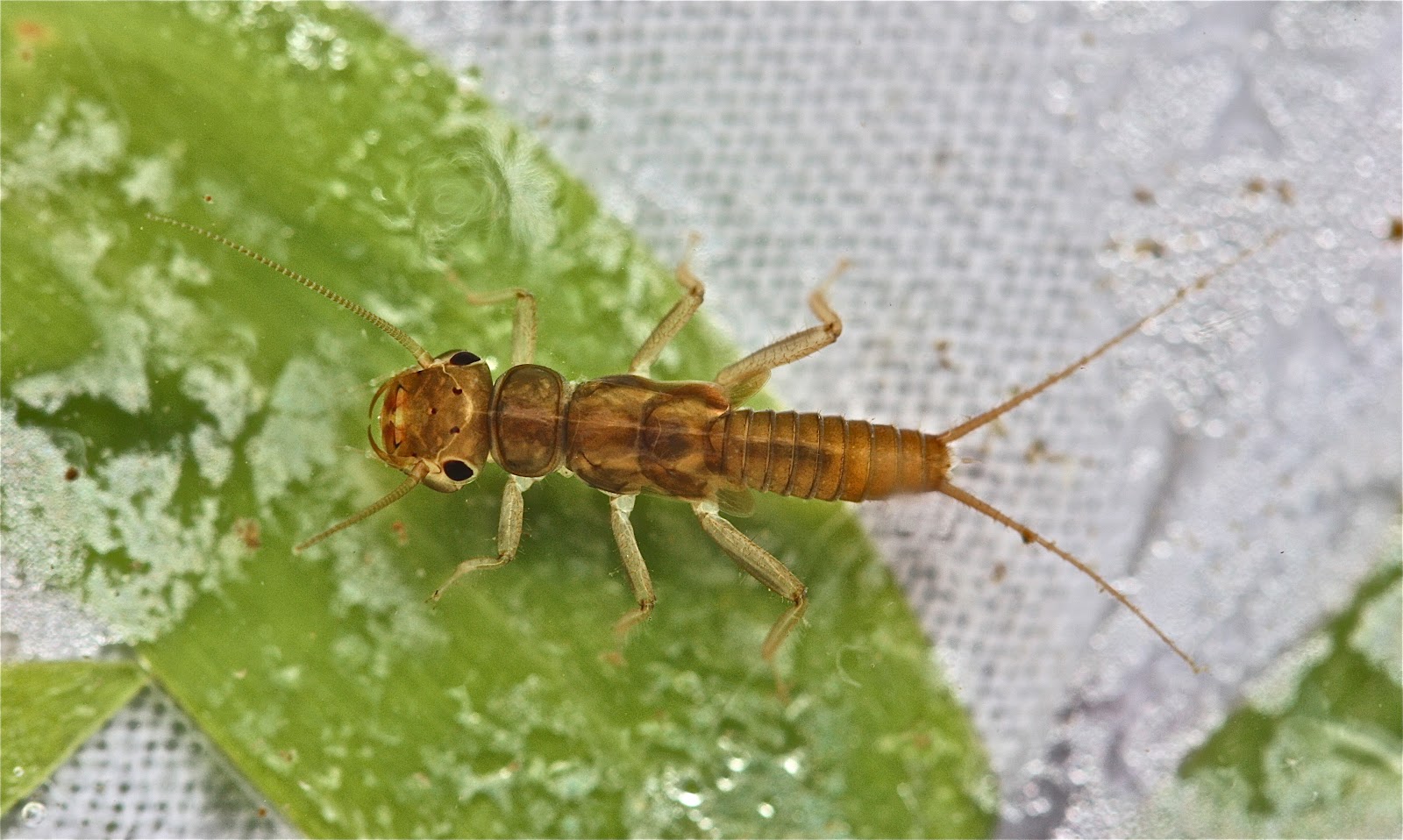 Aquatic Insects of Central Virginia: Isoperla transmarina?: A New ...
