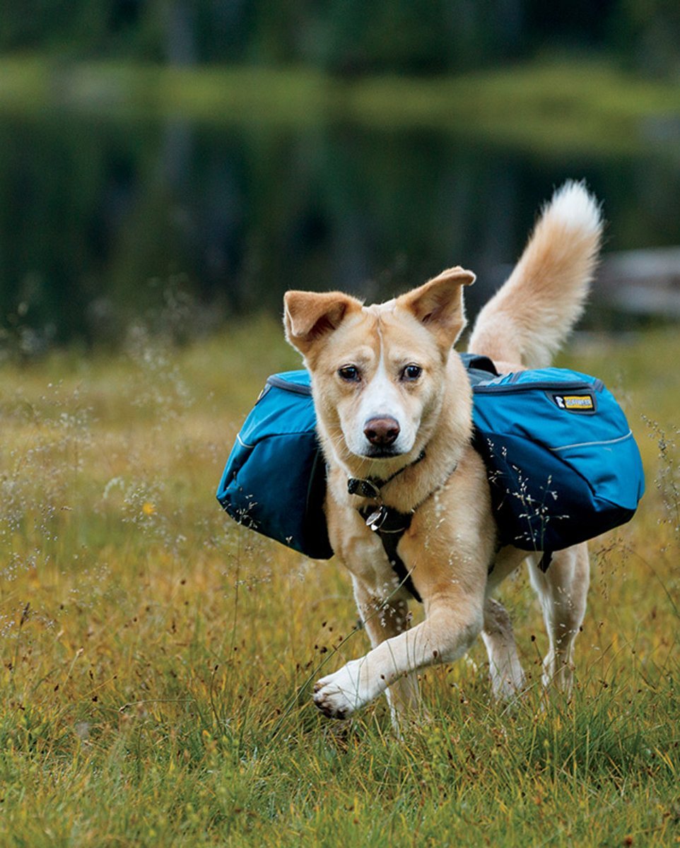 Canine Backpack | Literacy Ontario Central South