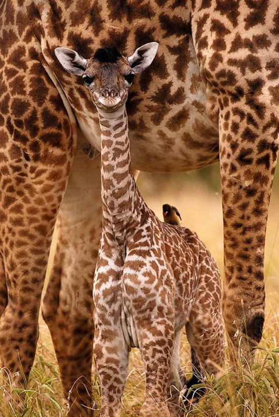 http://1.bp.blogspot.com/-qd3o9v1rEJg/UE5e9IVB8zI/AAAAAAAABnk/fYyzW-ZQPXE/s1600/Amazinng+giraffe+baby+picture+beautiful+amazing+giraffe+image+beautiful+amazing+giraffe+animal+safari+cute+giraffe+images+fantastic+animal+images+endangered+images+picture.jpg