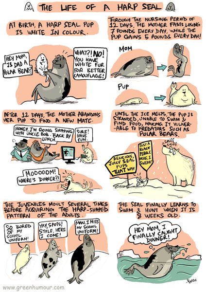 Green Humour: The Life of a Harp Seal
