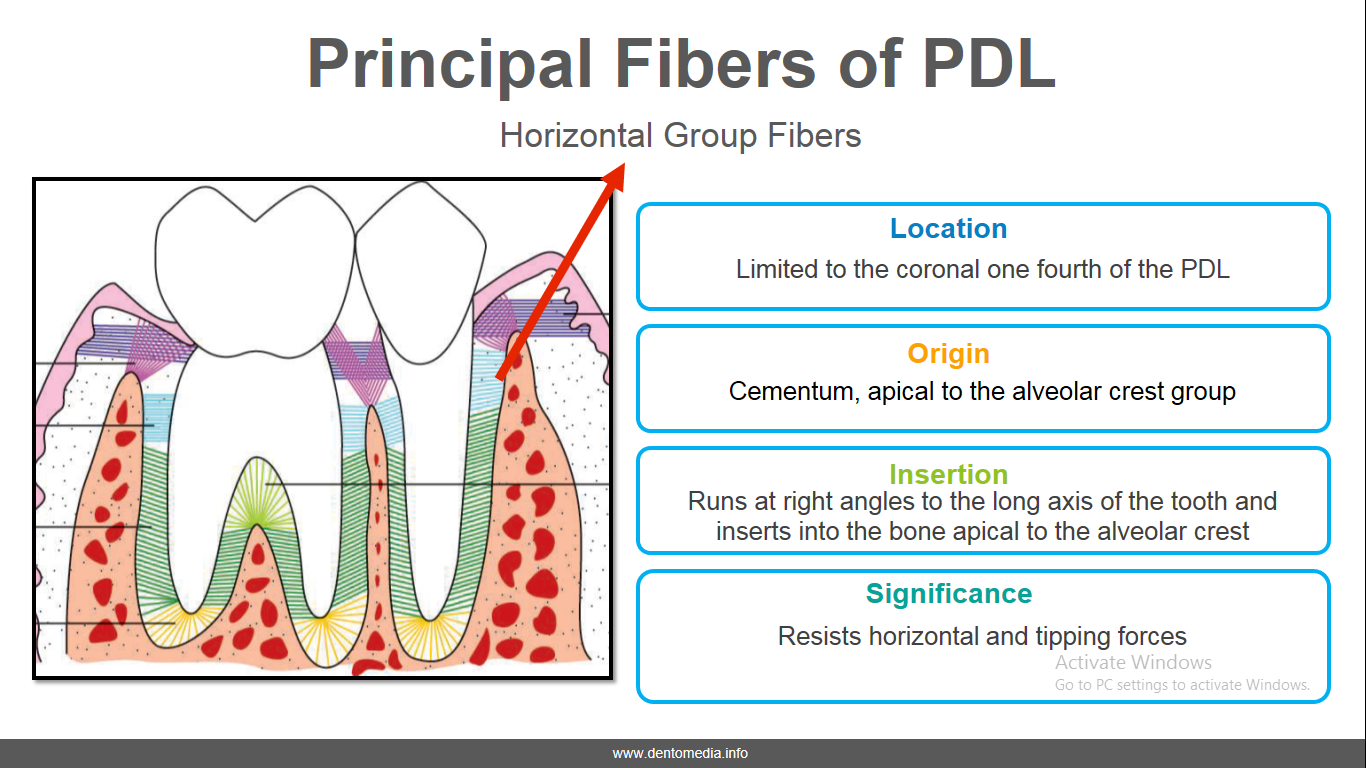 Periodontal Ligament PDL [Quick Notes With Charts and Diagrams For Exams]