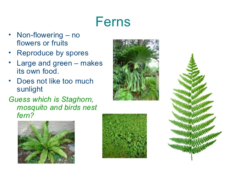 MY ENGLISH AND SCIENCE NON FLOWERING PLANTS MOSSES AND FERNS