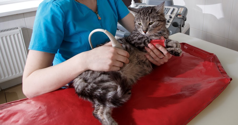 Solid Gold | Kucing Sudah Bisa Hamil Di Usia 4 Bulan, Pertanda Kucingmu