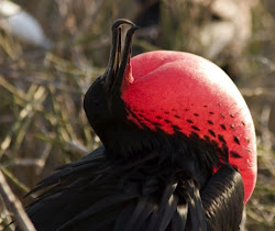 frigatebird fregata animal flying magnificens frigatebirds eat sea birds diet fish magnificent wildlife