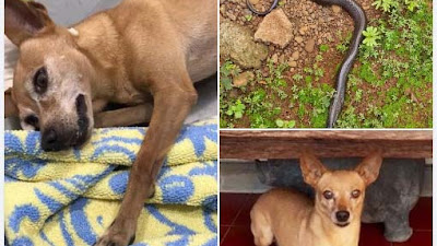 Kisah Viral Anjing Jenis Minipicher Akhirnya Mati Bertarung Dengan Ular Kobra