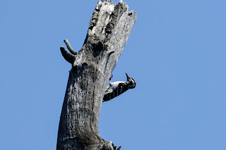 Woodpecker in Scarborough Heights Park