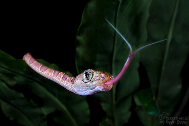 Imantodes cenchoa - Blunthead Tree Snake