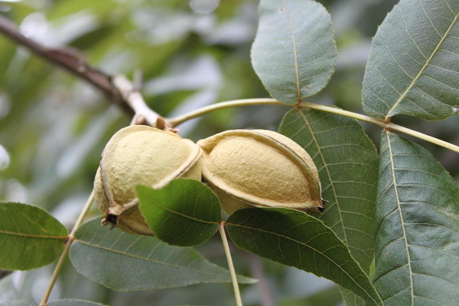 Centenary College Arboretum Tree of the Week Nutmeg Hickory (Carya myristiciformis)