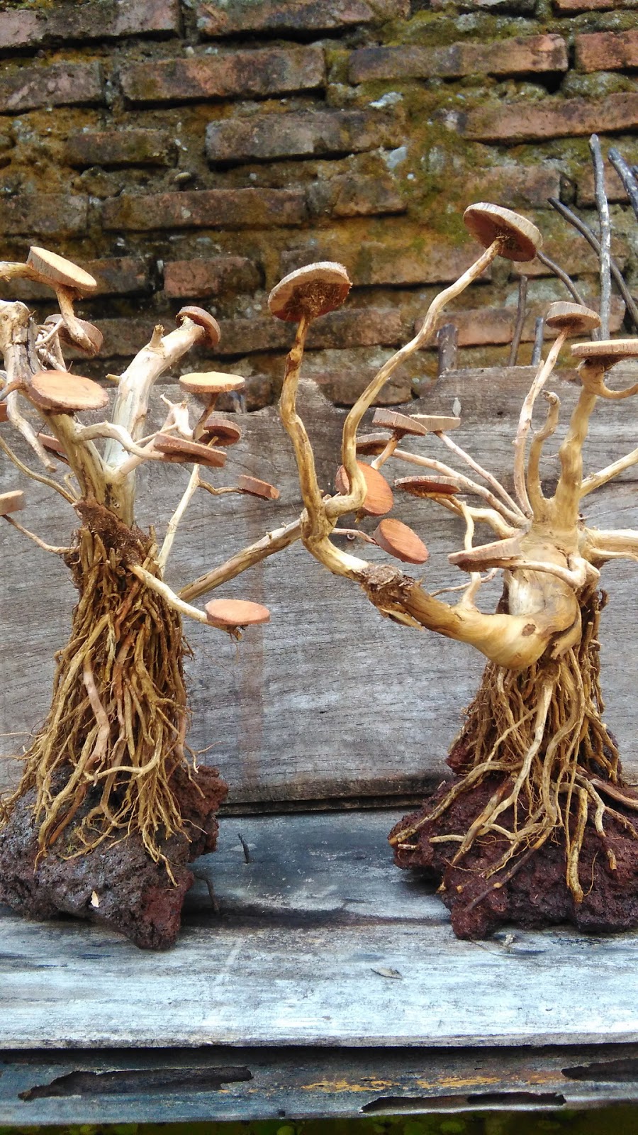 Cara Membuat Bonsai Aquascape