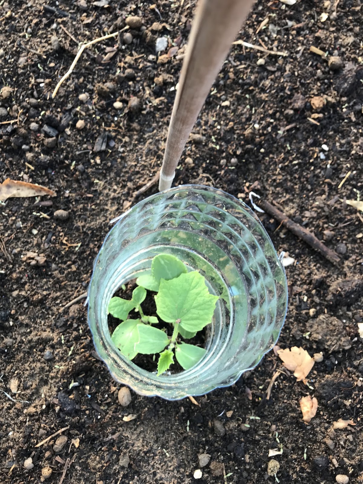 My Little Garden in Dubai How to protect seedlings from birds