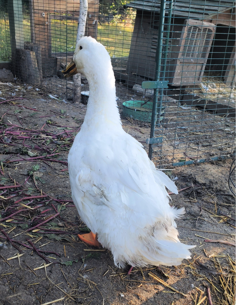 Ducks Molt Too! Fresh Eggs Daily® with Lisa Steele