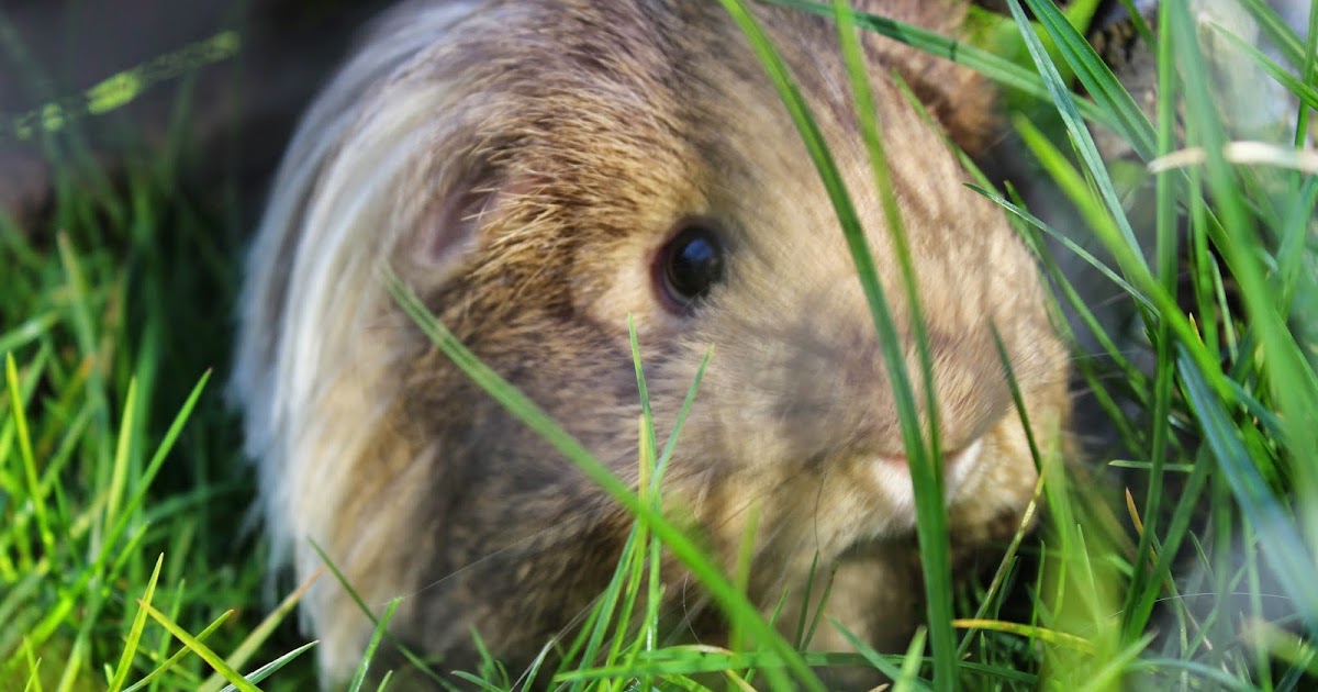 My Top Tips for Keeping Guinea Pigs