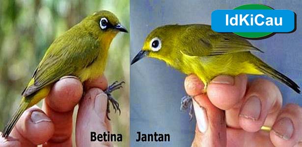 Kabar Terbaru Perbedaan Pleci Jantan Dan Betina 100 Benar