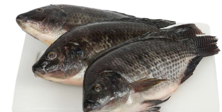 Goodness Fish Farm