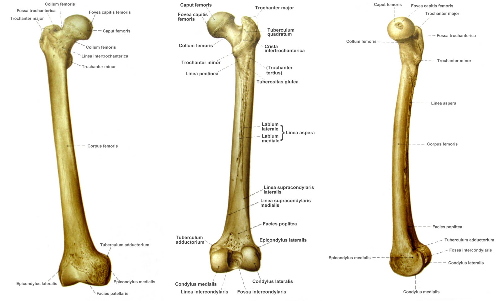 С какими костями соединяется бедренная кость. Бедренная кость анатомия человека. Fossa trochanterica бедренной кости. Бедренная кость Синельников. Анатомия бедренной кости Синельников.