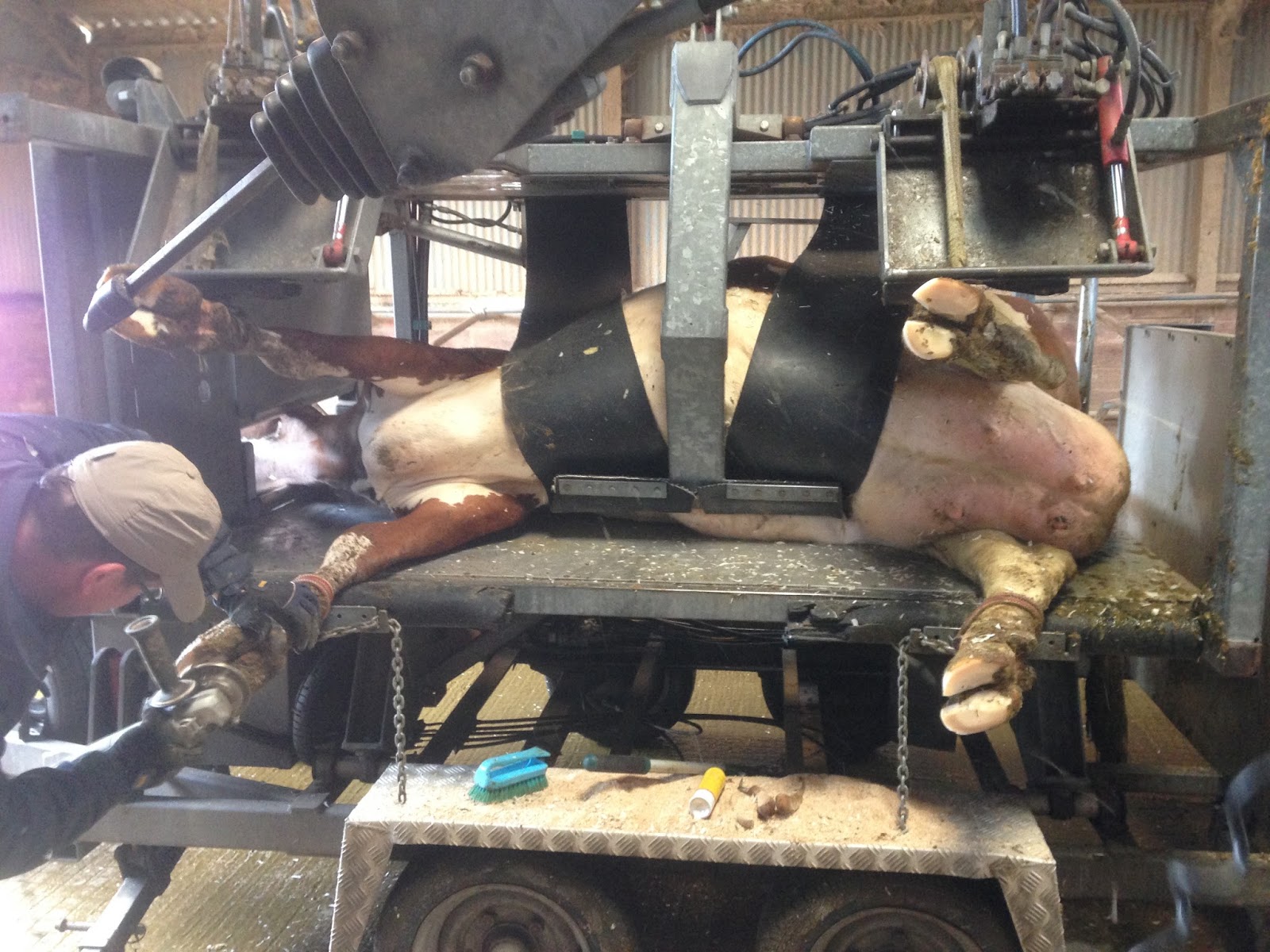 Hoof Trimming - Vet in Training