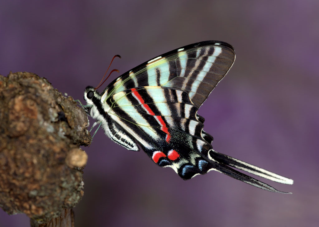 Springfield Plateau: Raising Zebras