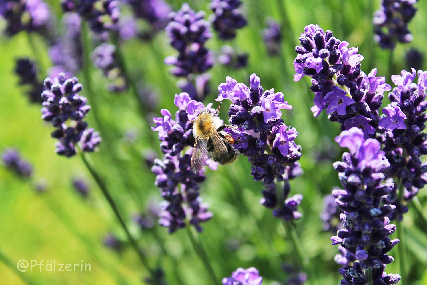 Freude am Garten Zuhause bin ich am liebsten Es ist LavendelBlütezeit