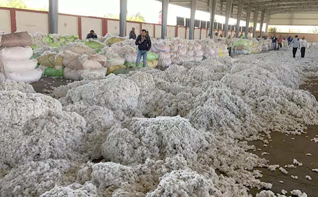 Sudden rise agriculture in India cotton apmc market price cotton farmers benefit from rising prices of good quality agriculture in Gujarat cotton price increase