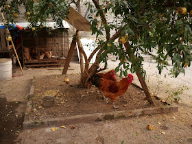 two chickens tethered to a tree