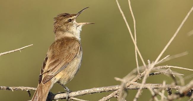 Mengenal Burung Kerakbasi Sikatan Londo Versi Lokal Pamankicau