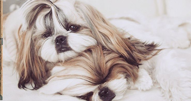 O meu Shih Tzu é muito mais do que apenas um animal. Ele é um dos presentes mais bonitos que já recebi do divino, uma prova de que o amor incondicional existe.