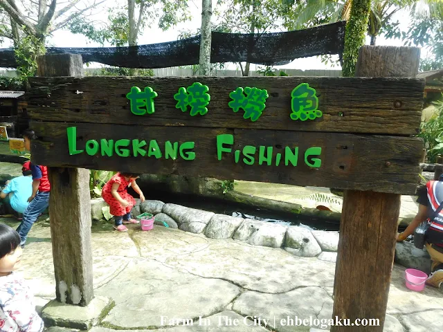 longkang fish