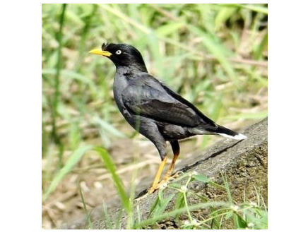 Update Harga Jalak Kebo Terbaru 2017 Kicau Mania Juara