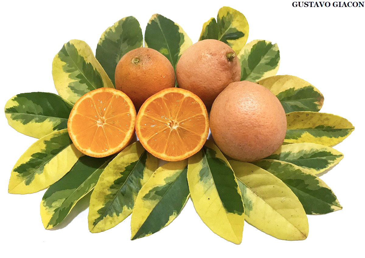 Blog do Viveirista: Limão Cravo Variegata - Citrus limonia 