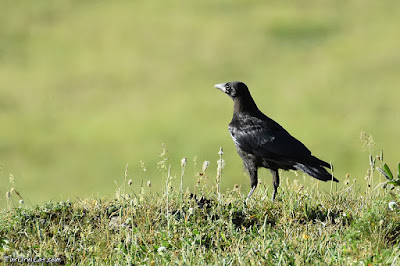 Cornella (Corvus corone)